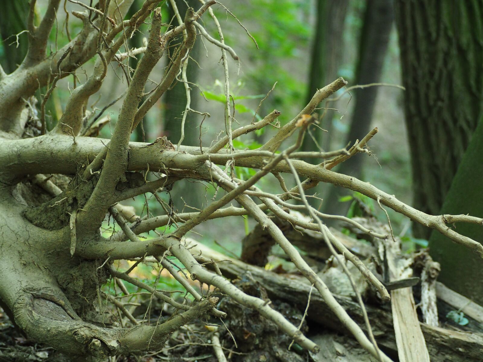 Olympus OM-D E-M10 sample photo. Log, uprooted, nature photography