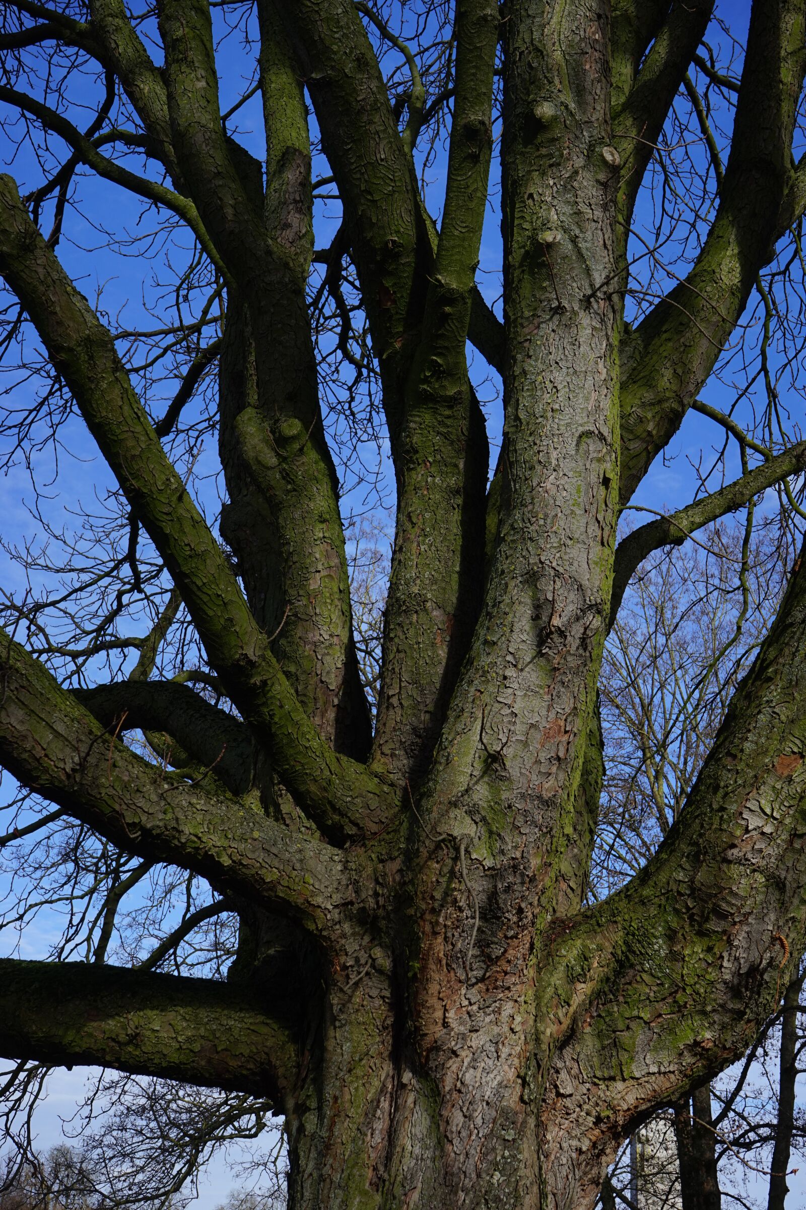 Sony a7 sample photo. Tree, log, aesthetic photography