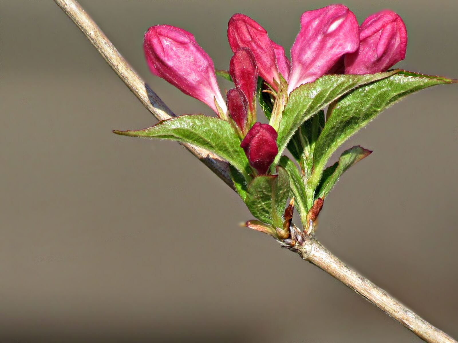 Canon PowerShot SX30 IS sample photo. Flower, spring, nature photography