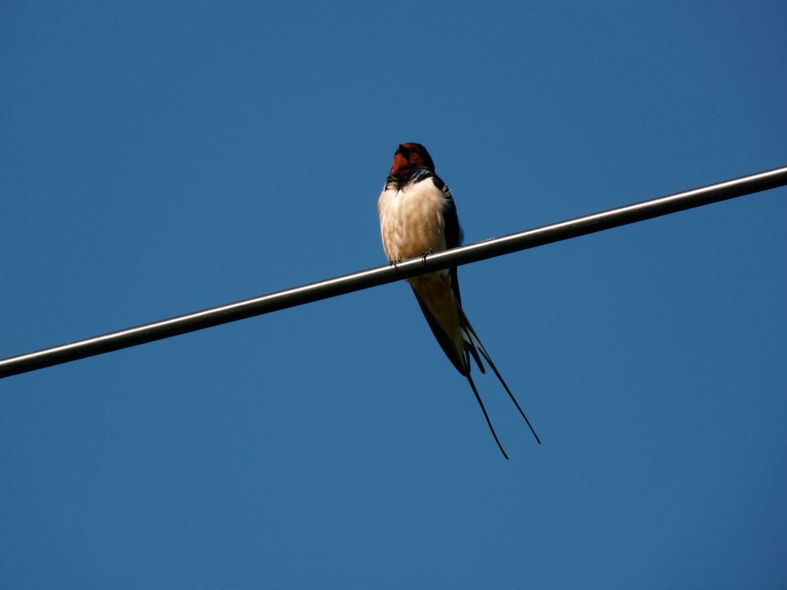 Panasonic Lumix DMC-FZ28 sample photo. Swallow, blue, bird photography