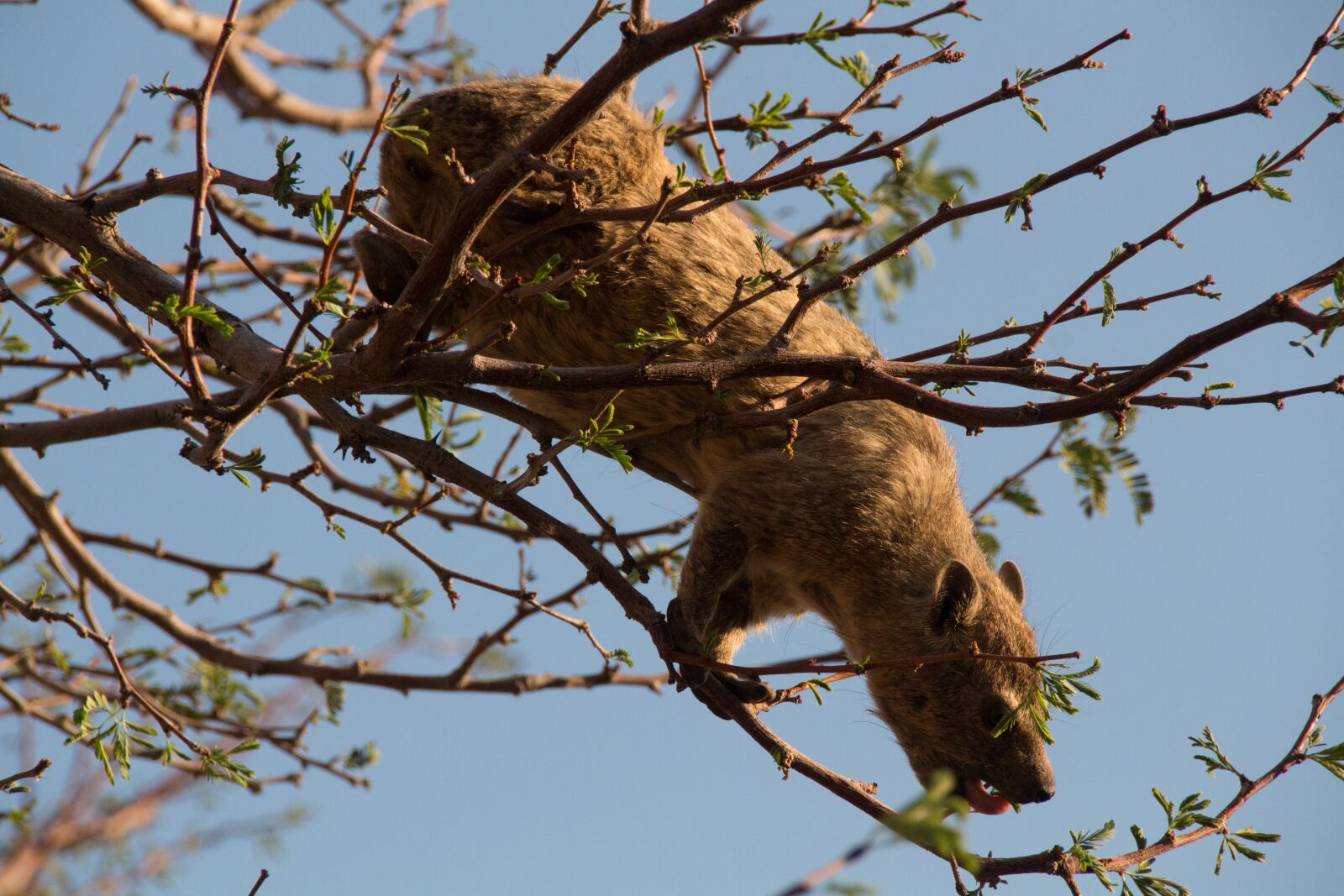 Canon EOS 650D (EOS Rebel T4i / EOS Kiss X6i) sample photo. Namibia, wildlife, africa photography
