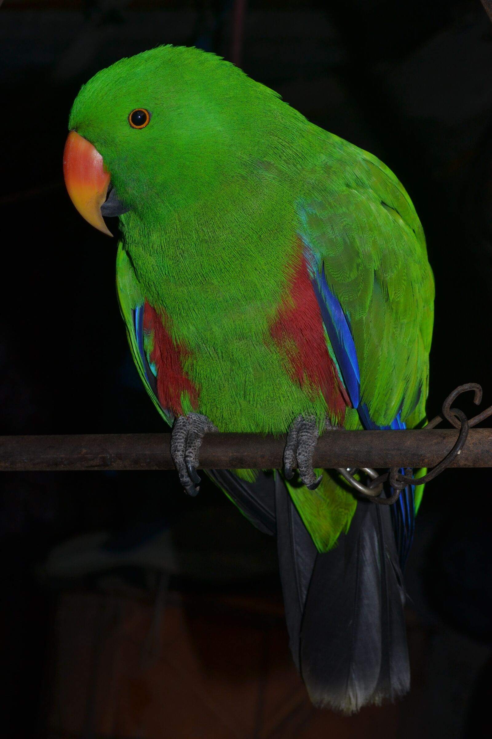 Nikon D3100 sample photo. Nature, bird, green photography