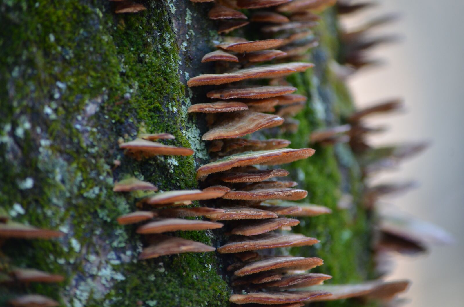 Nikon D7000 sample photo. Mushrooms, steps, fairy photography