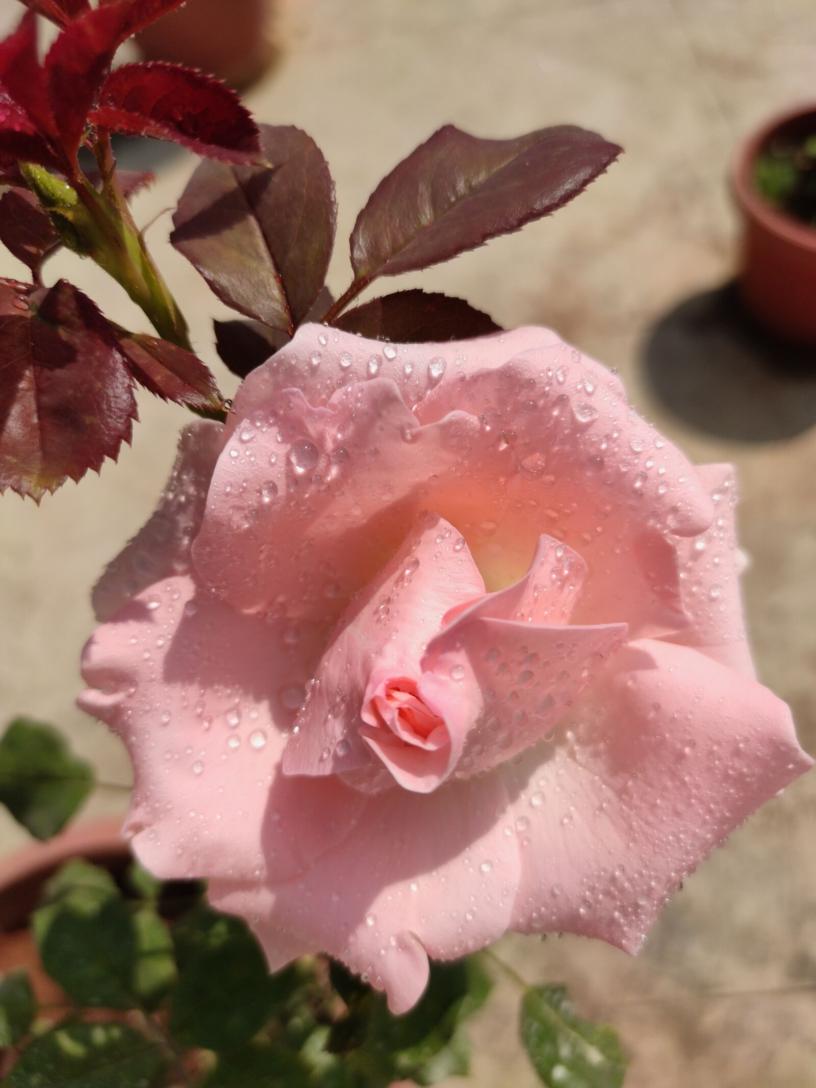 Xiaomi Redmi Note 7 Pro sample photo. Rose, pink rose, flower photography