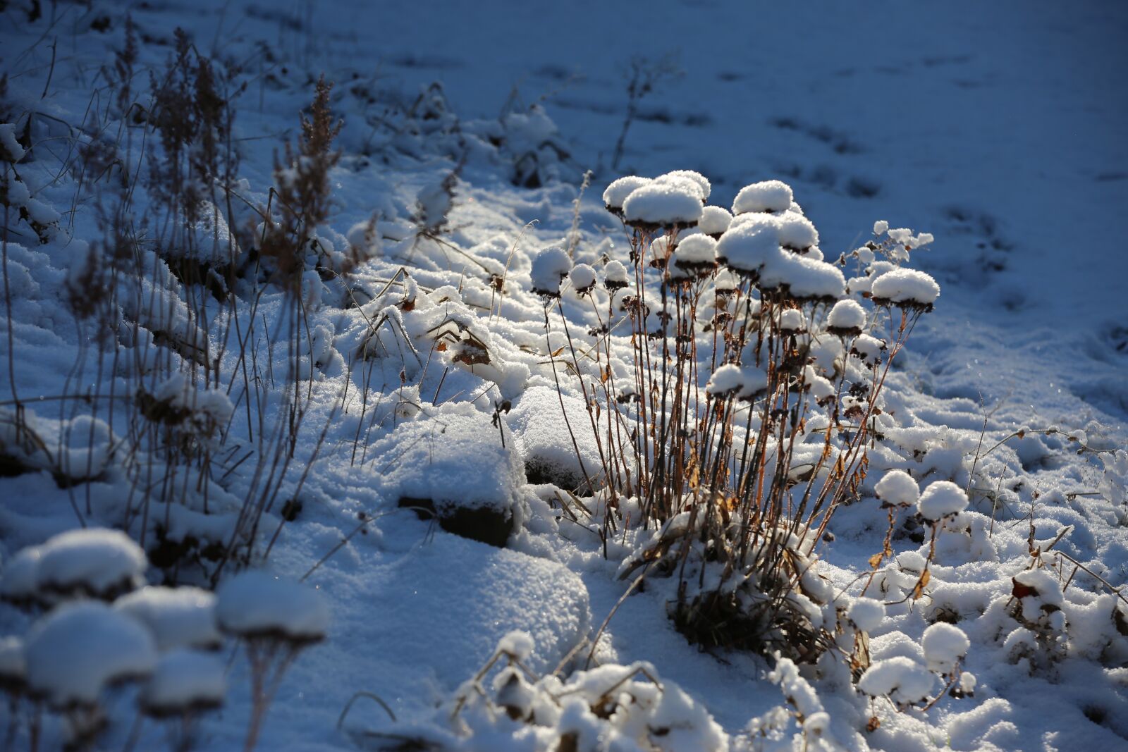 Canon EOS 5D Mark III sample photo. Nature, winter, snow photography