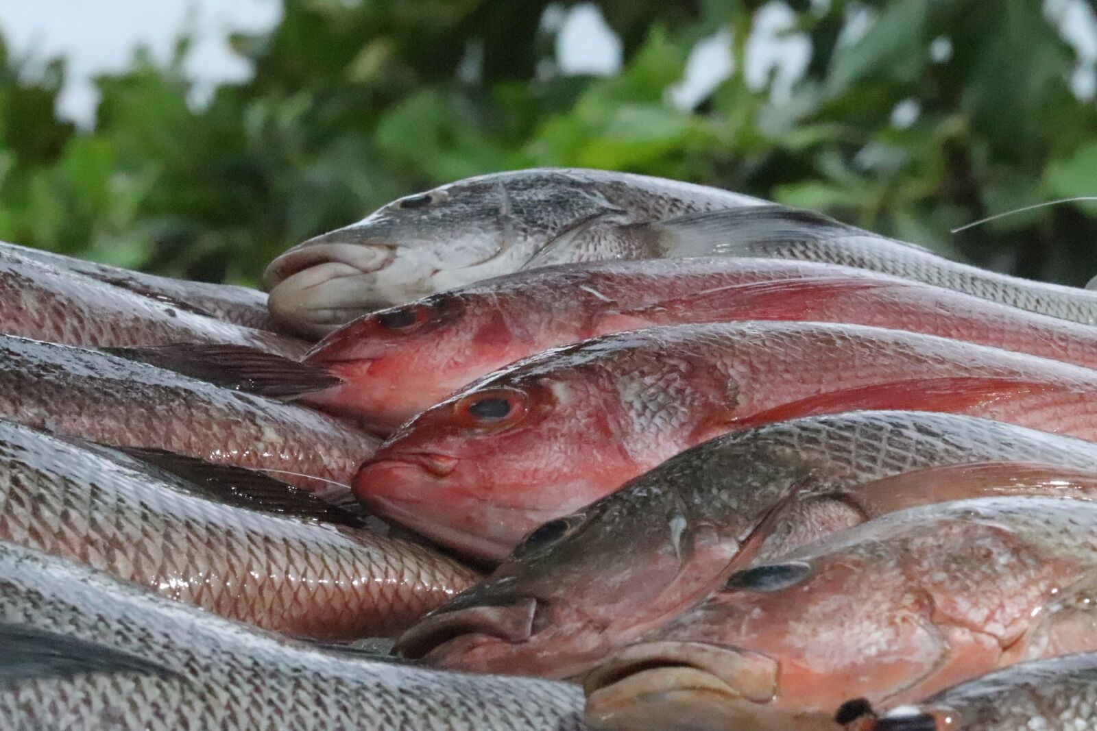 Canon EF-S 55-250mm F4-5.6 IS STM sample photo. Fish, animal, fish market photography