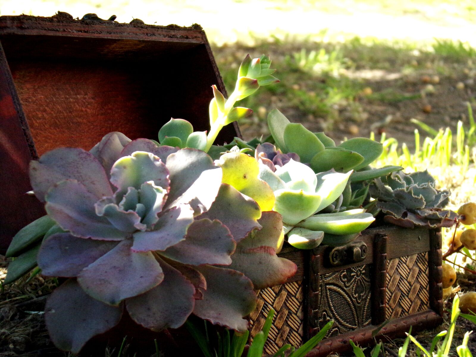 Kodak PIXPRO AZ251 sample photo. Plantas, crasa, suculenta photography