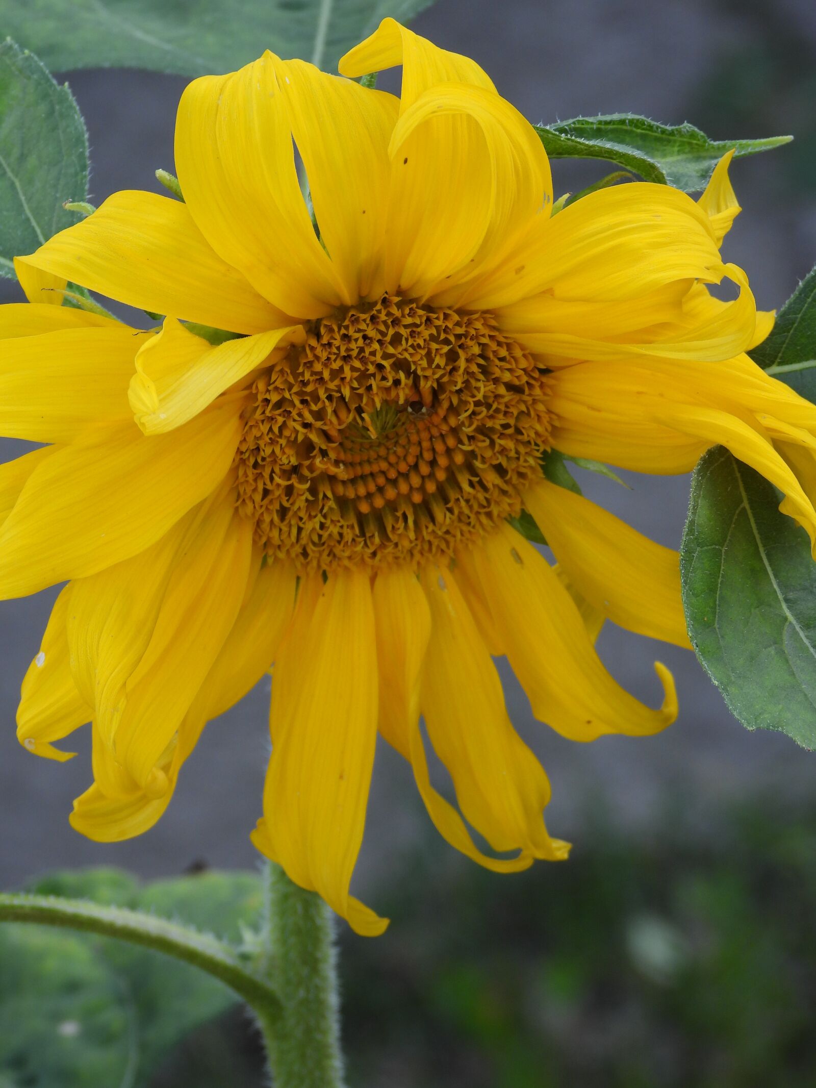 Nikon Coolpix P1000 sample photo. Sunflower, flower, garden photography