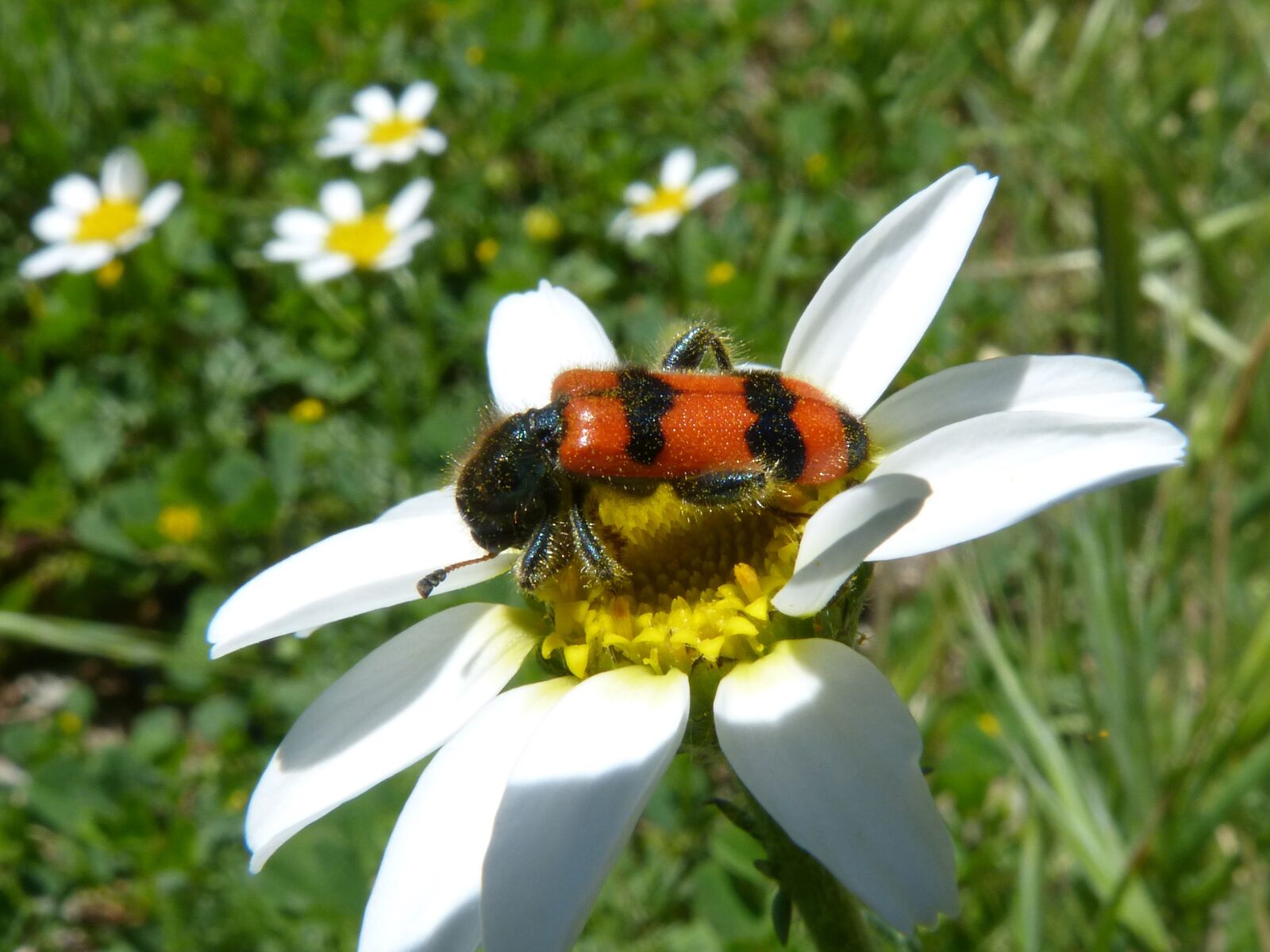 Panasonic DMC-FZ62 sample photo. Beetle, flower, meloidea photography