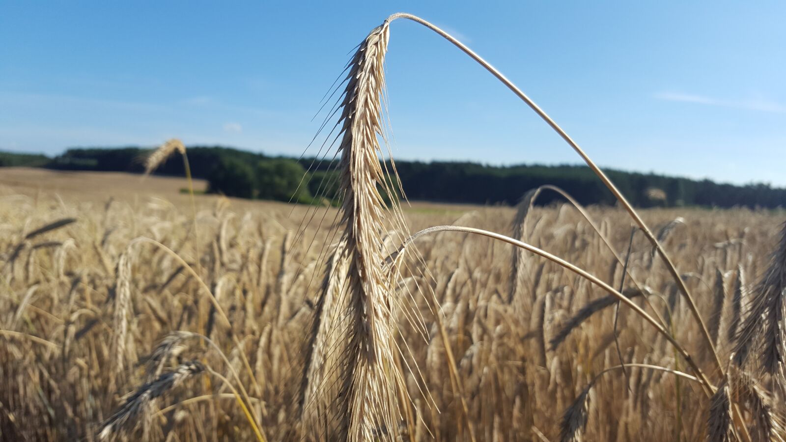Samsung Galaxy S6 sample photo. Summer, field, wheat photography