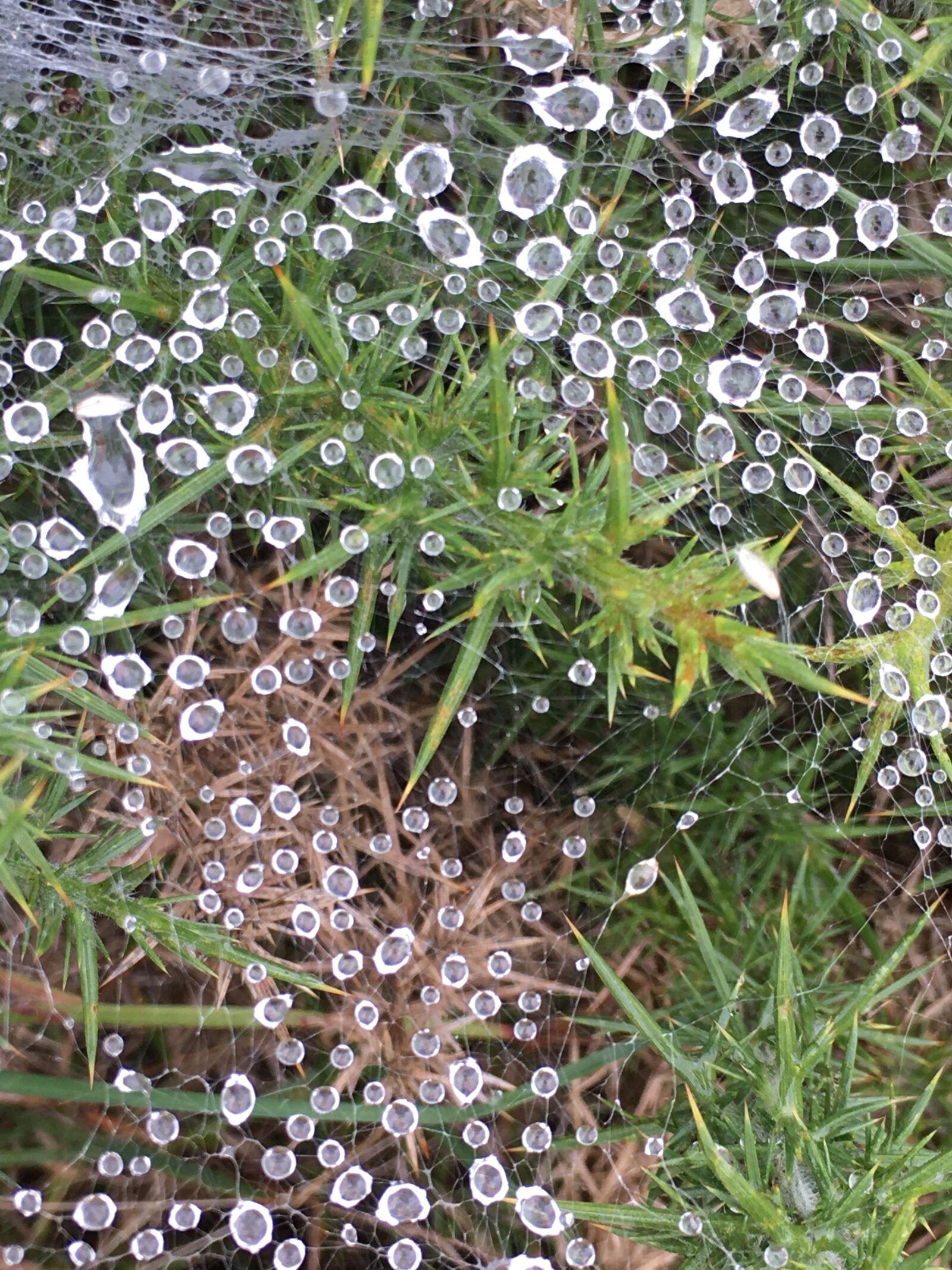 Apple iPhone 6s sample photo. Nature, eyes, meadow photography