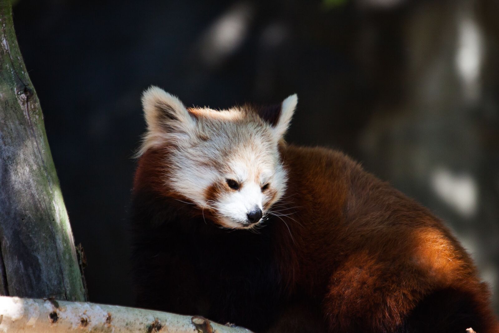 Canon EOS 50D sample photo. Panda, mammal, animal photography