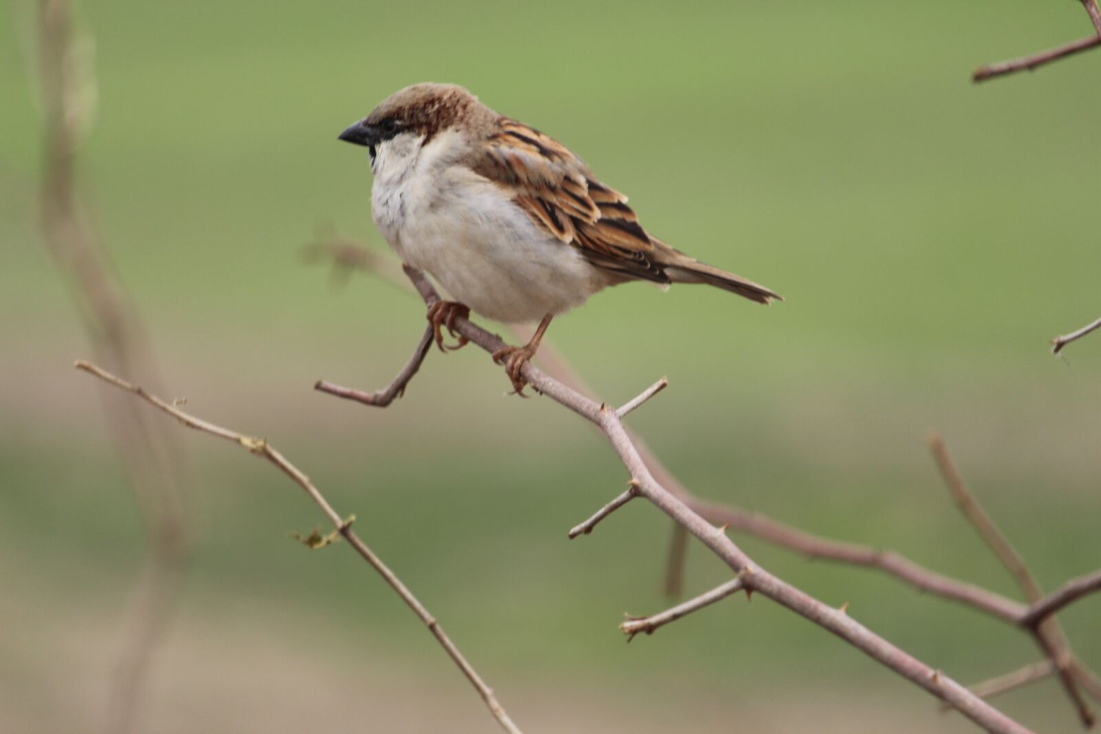 Canon EF-S 55-250mm F4-5.6 IS STM sample photo. Sparrow, sit, wood photography