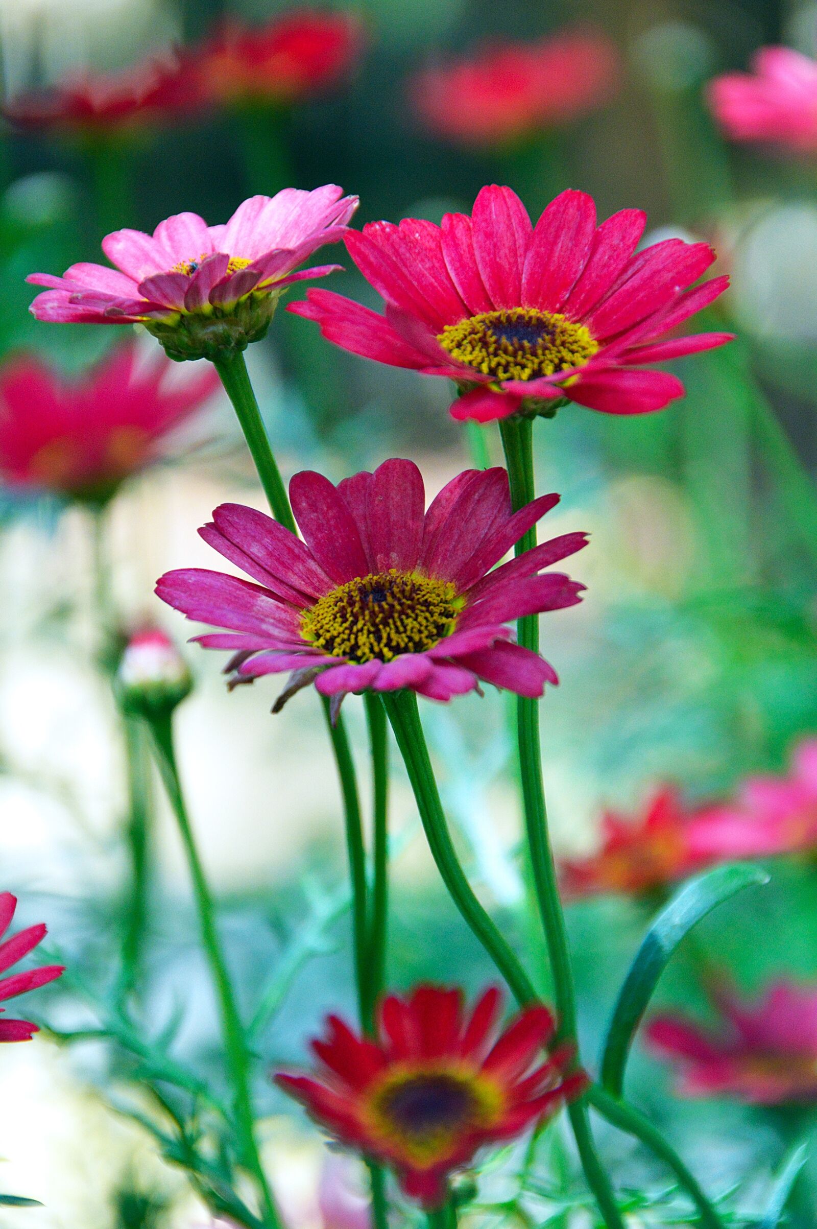 Nikon D3200 sample photo. Flower, summer flower, pink photography