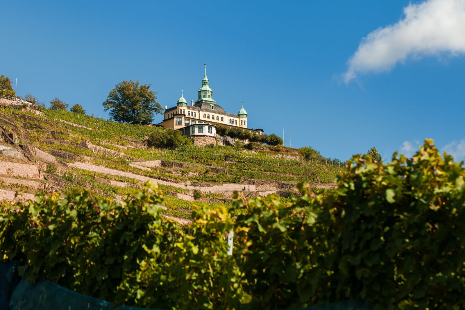 Canon EF 100mm F2.8L Macro IS USM sample photo. Radebeul, spitz house, vineyard photography