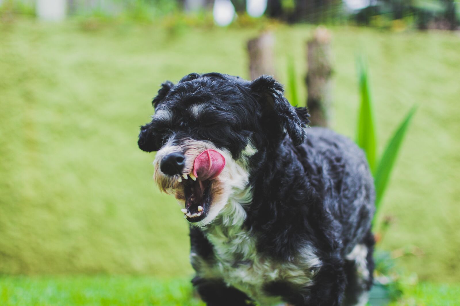 Nikon D5200 + Nikon AF-S DX Nikkor 35mm F1.8G sample photo. Animal, animals, dog, outside photography