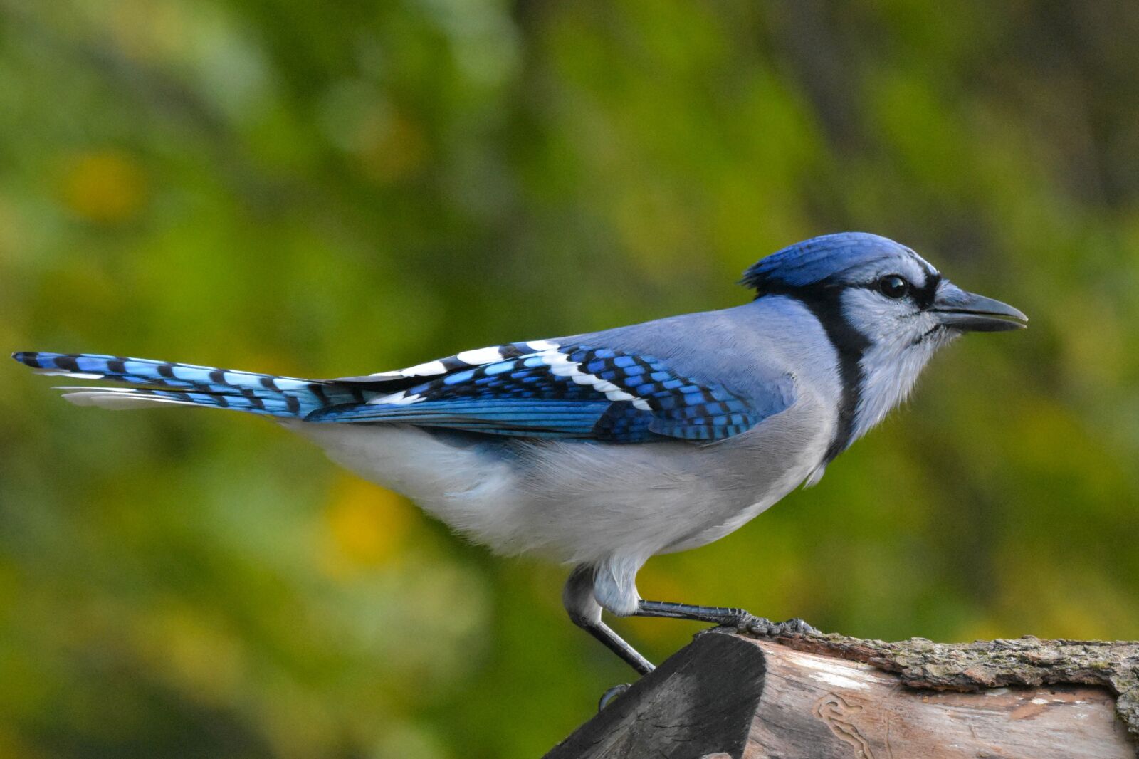 Nikon D3400 sample photo. Blue jay, bird, perched photography
