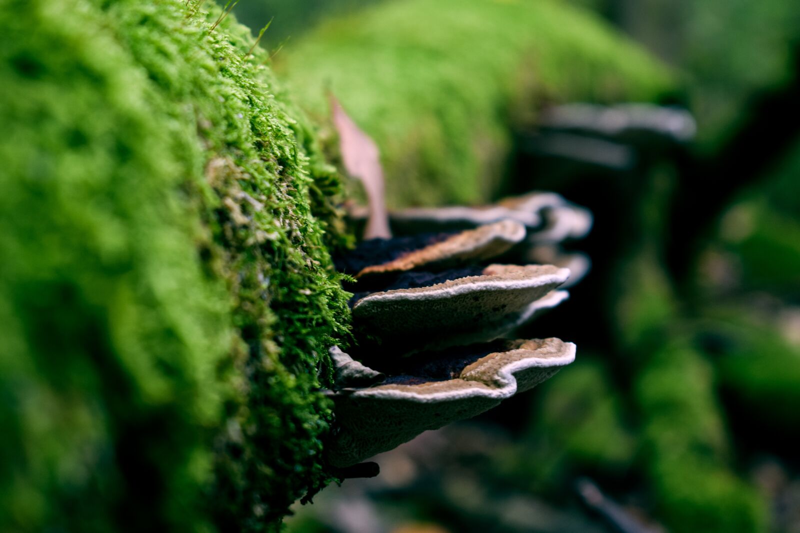 Nikon D3300 sample photo. Mushroom, tree, forest photography