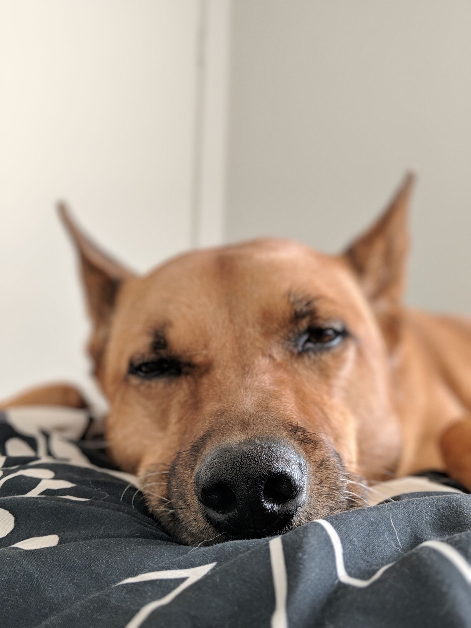 Google Pixel 2 sample photo. Dog, canine, rescue dog photography