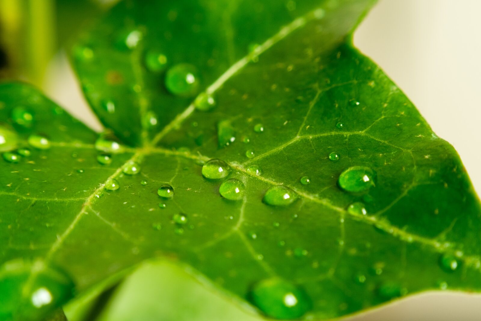 Fujifilm X-T10 sample photo. Leaf, green, water photography