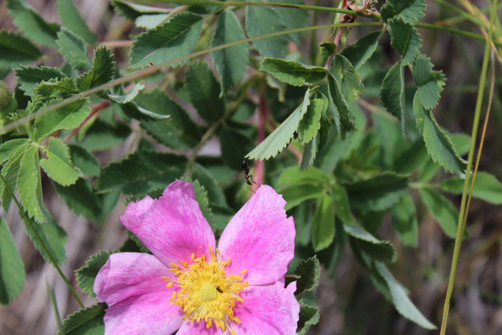 Canon EOS 1200D (EOS Rebel T5 / EOS Kiss X70 / EOS Hi) sample photo