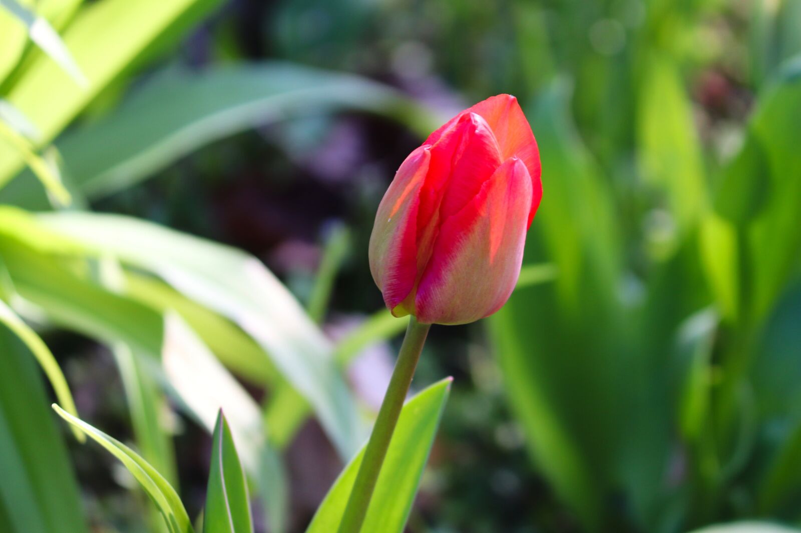 Canon EOS 200D (EOS Rebel SL2 / EOS Kiss X9) sample photo. Tulip, red, blossom photography
