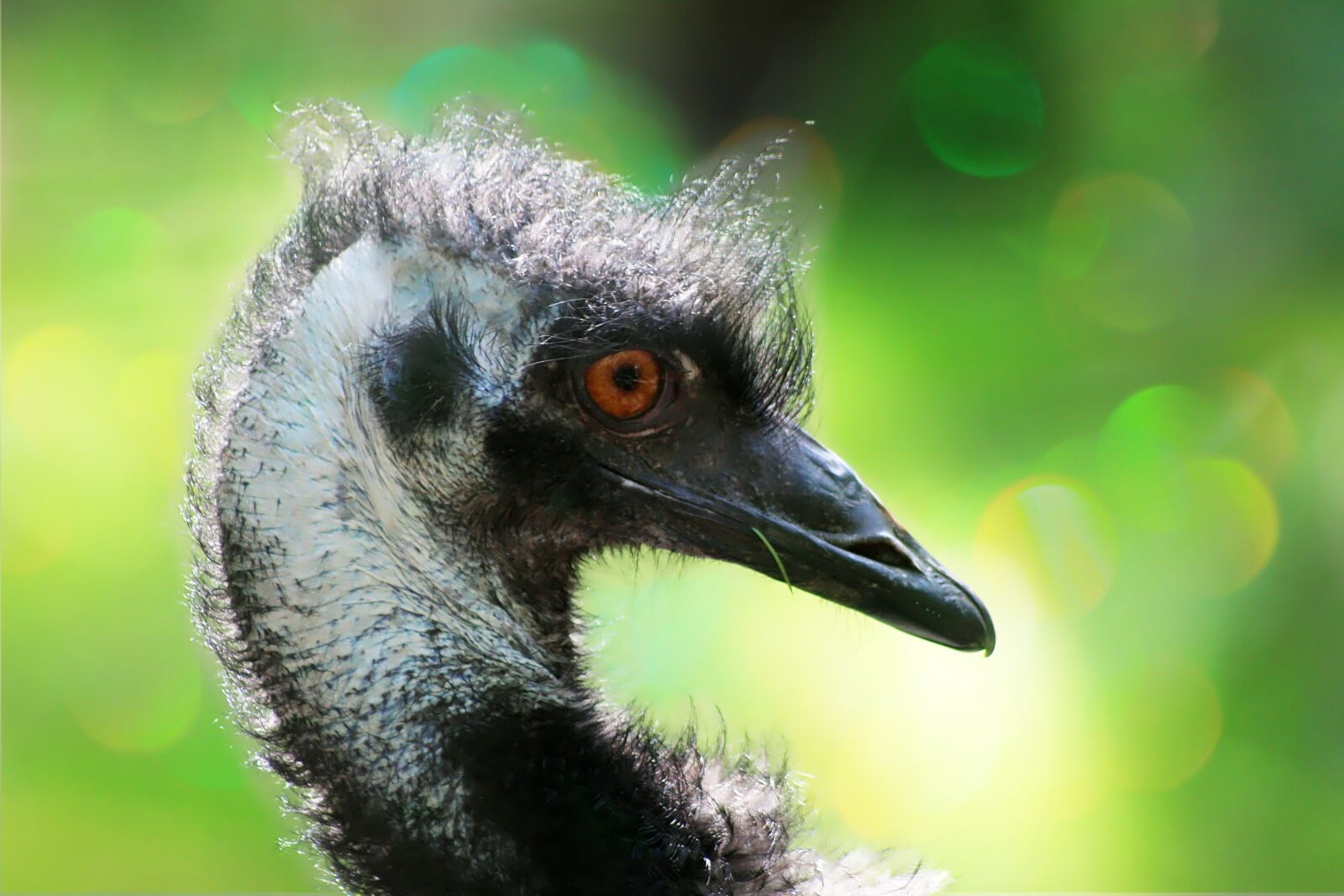 Canon EOS 600D (Rebel EOS T3i / EOS Kiss X5) sample photo. Emu, flightless bird, bird photography