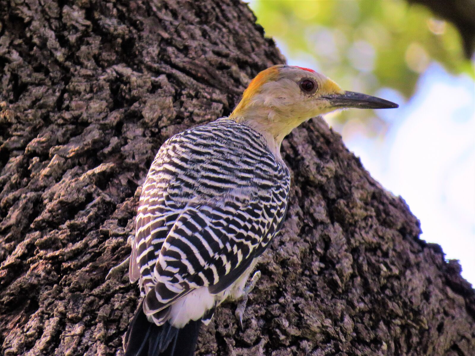 Canon PowerShot SX60 HS sample photo. Bird, woodpecker, up close photography