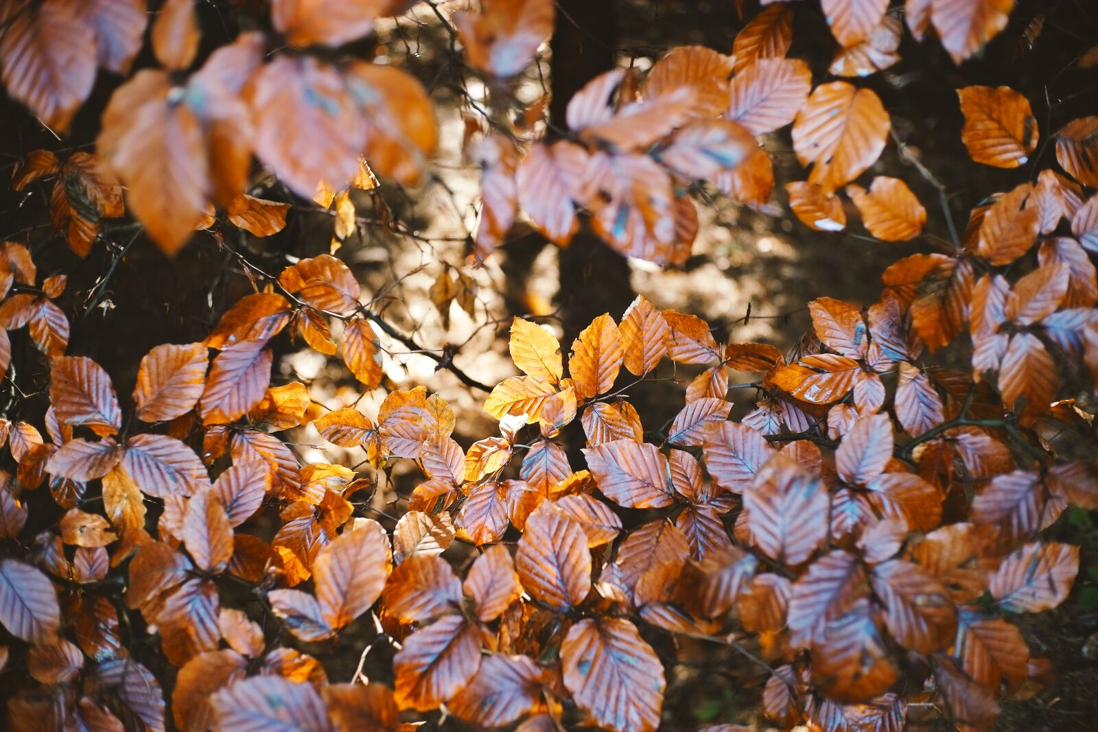 Fujifilm X-E1 sample photo. Autumn, foliage, leaves photography