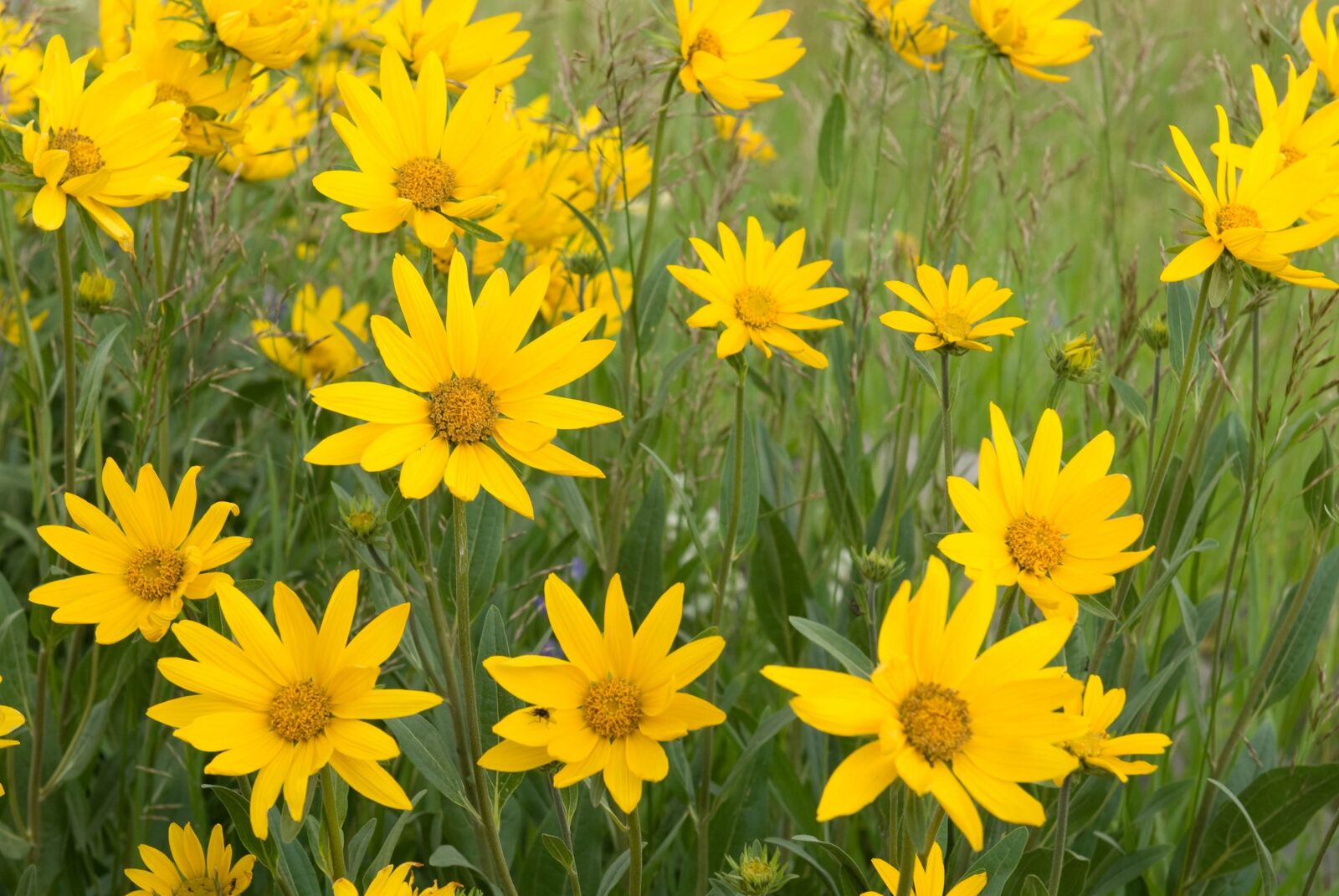 Nikon D200 sample photo. Daisy, bush, daisies photography