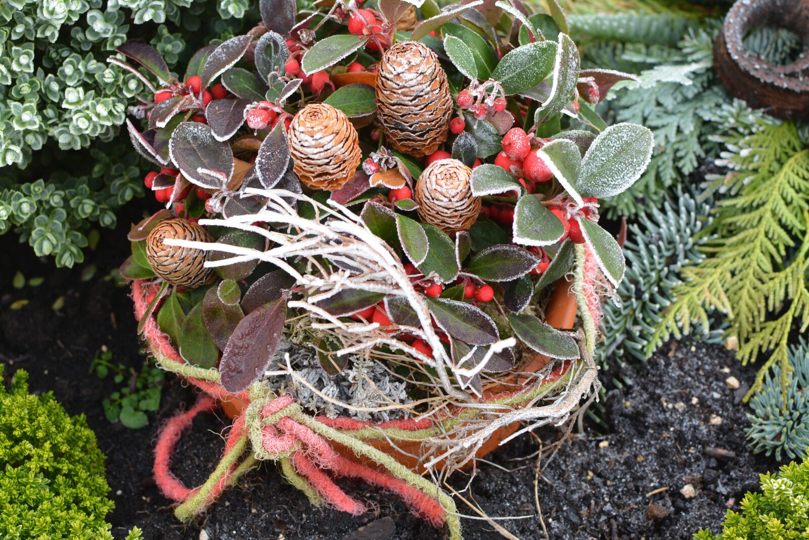 Nikon D5200 sample photo. Winter, flower, frost photography