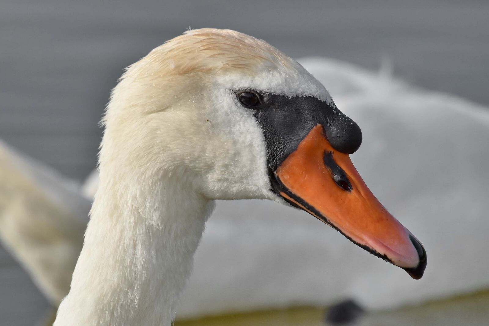 Nikon D5500 sample photo. Aquatic bird, bird, wildlife photography