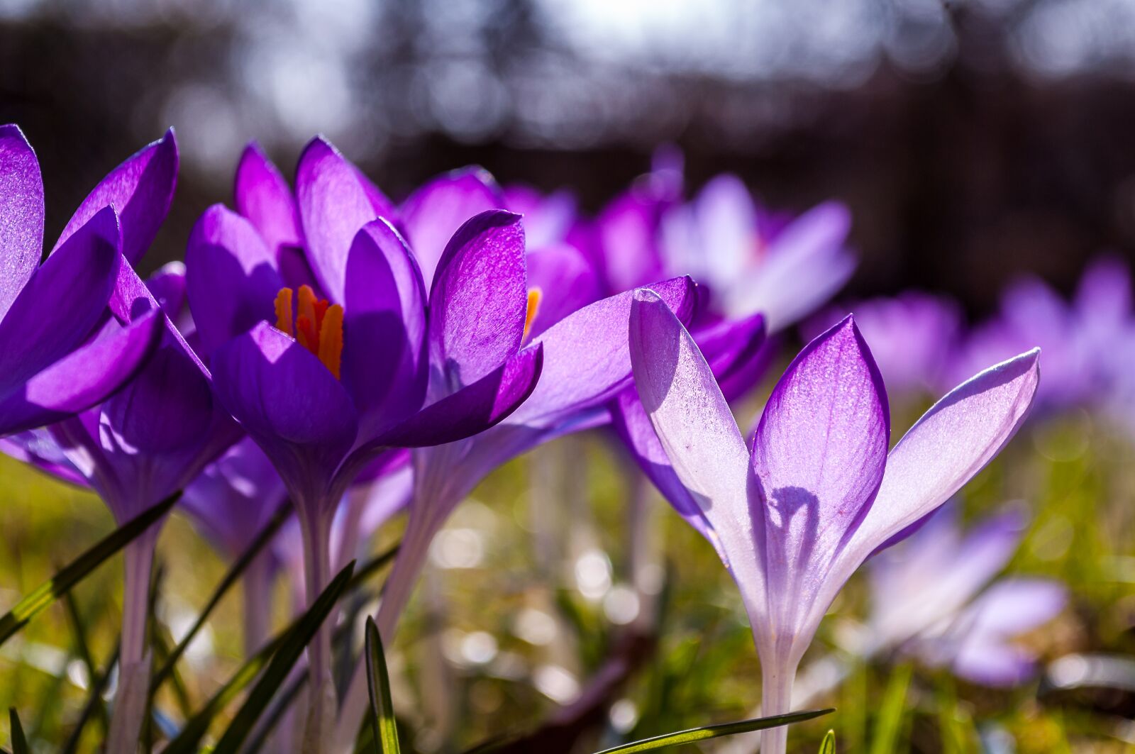 Nikon D90 sample photo. Crocus, purple, yellow photography
