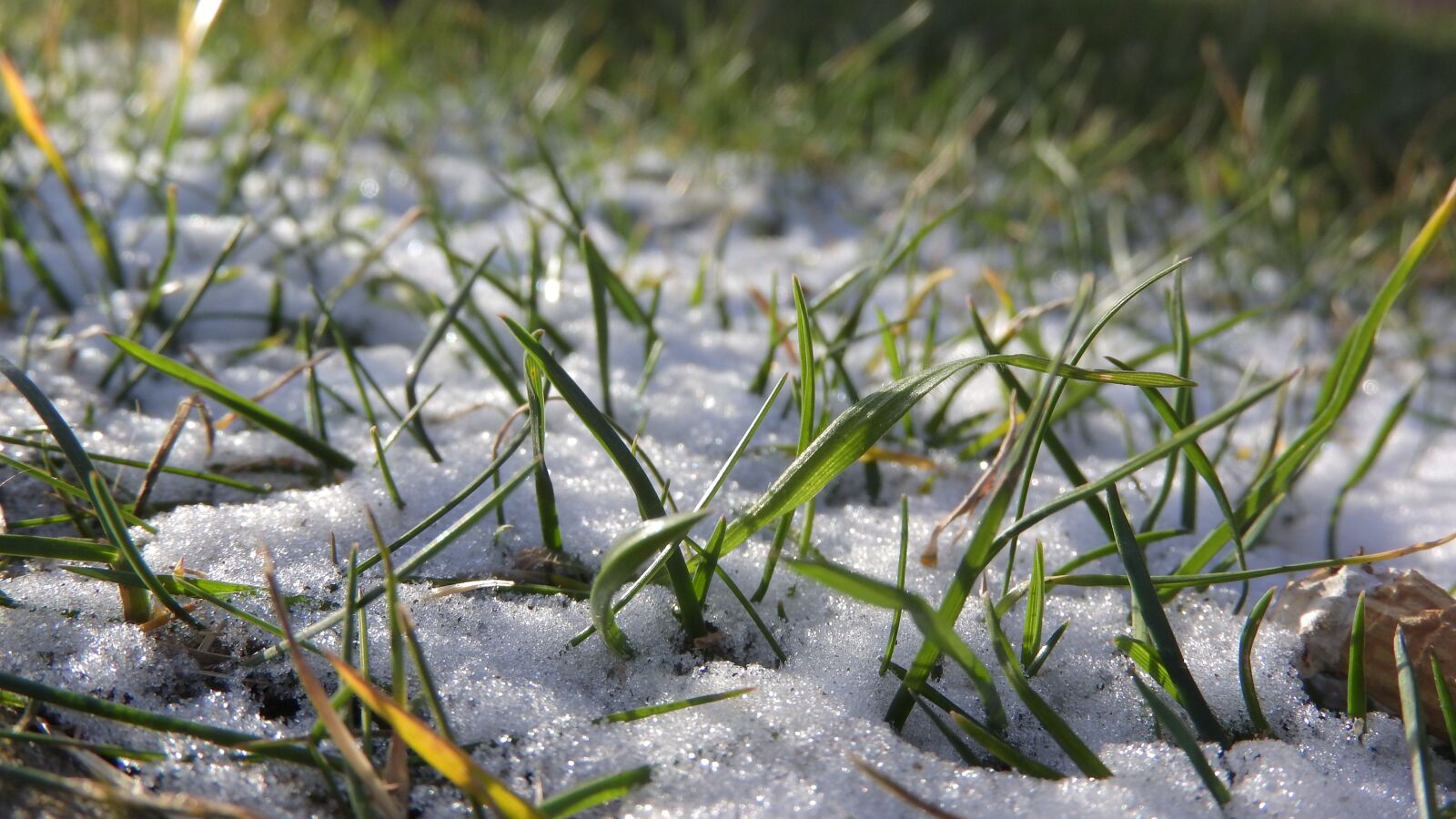 Nikon Coolpix P610 sample photo. Snow in the grass photography