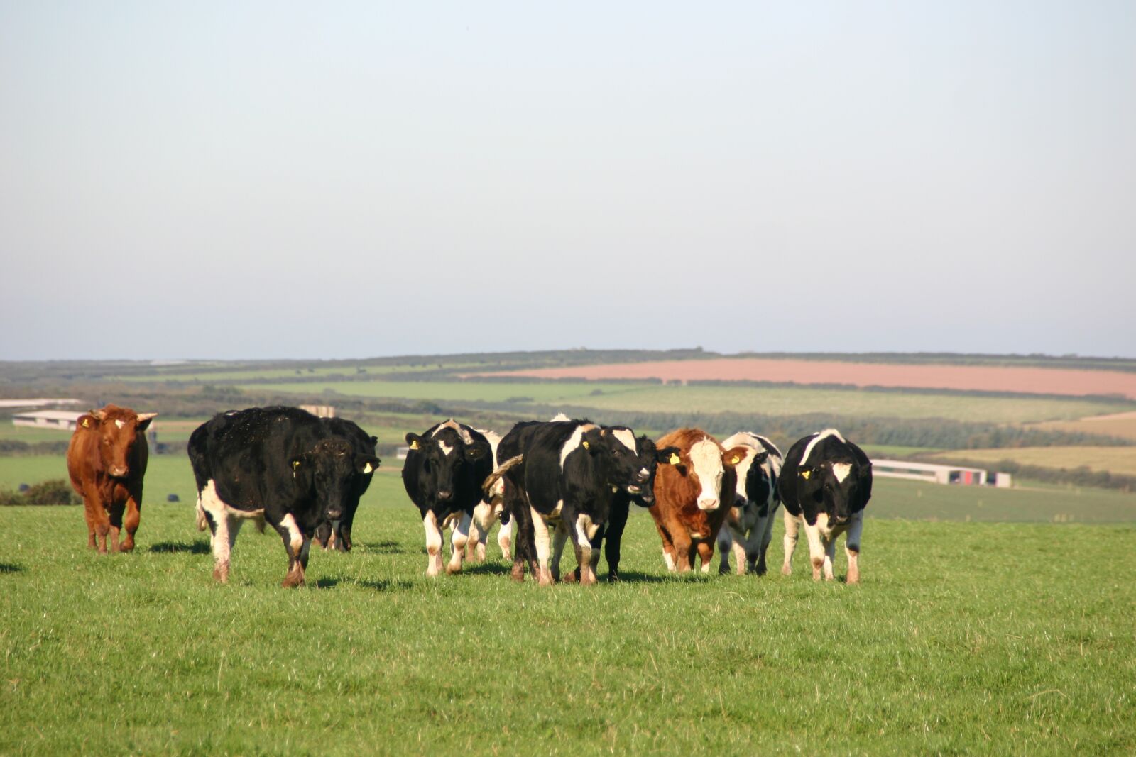 Canon EOS 300D (EOS Digital Rebel / EOS Kiss Digital) sample photo. Cow, cows, pasture photography