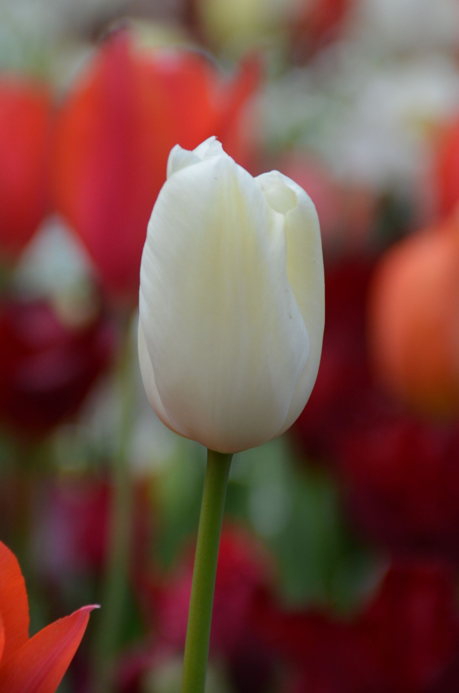Nikon D5100 sample photo. White, tulip, blossom photography