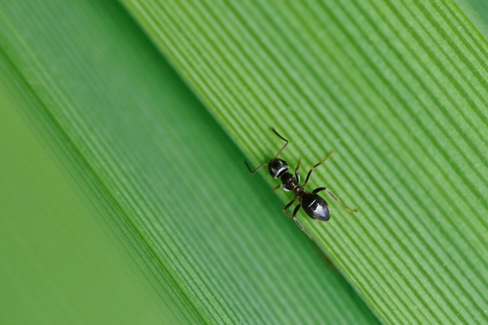 Nikon D300 sample photo. Ant, insect, green photography