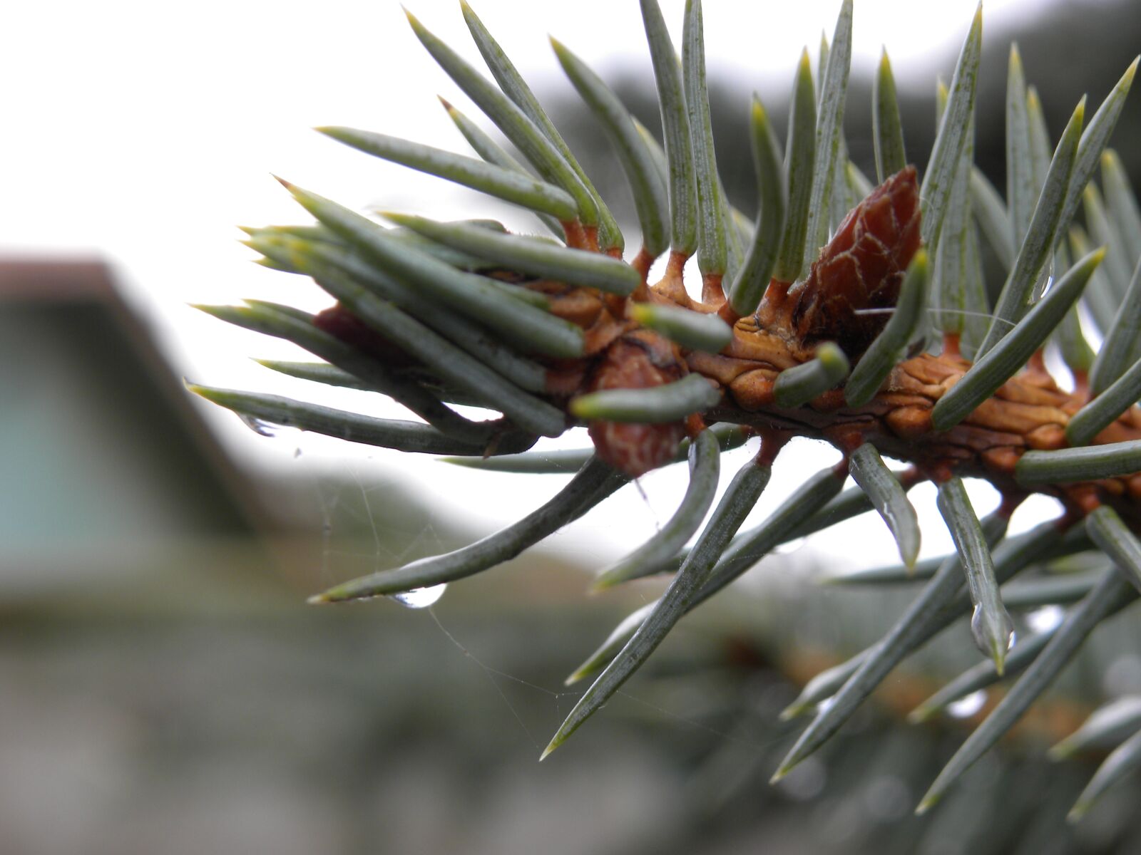 Nikon Coolpix P90 sample photo. Pine, macro, drop of photography
