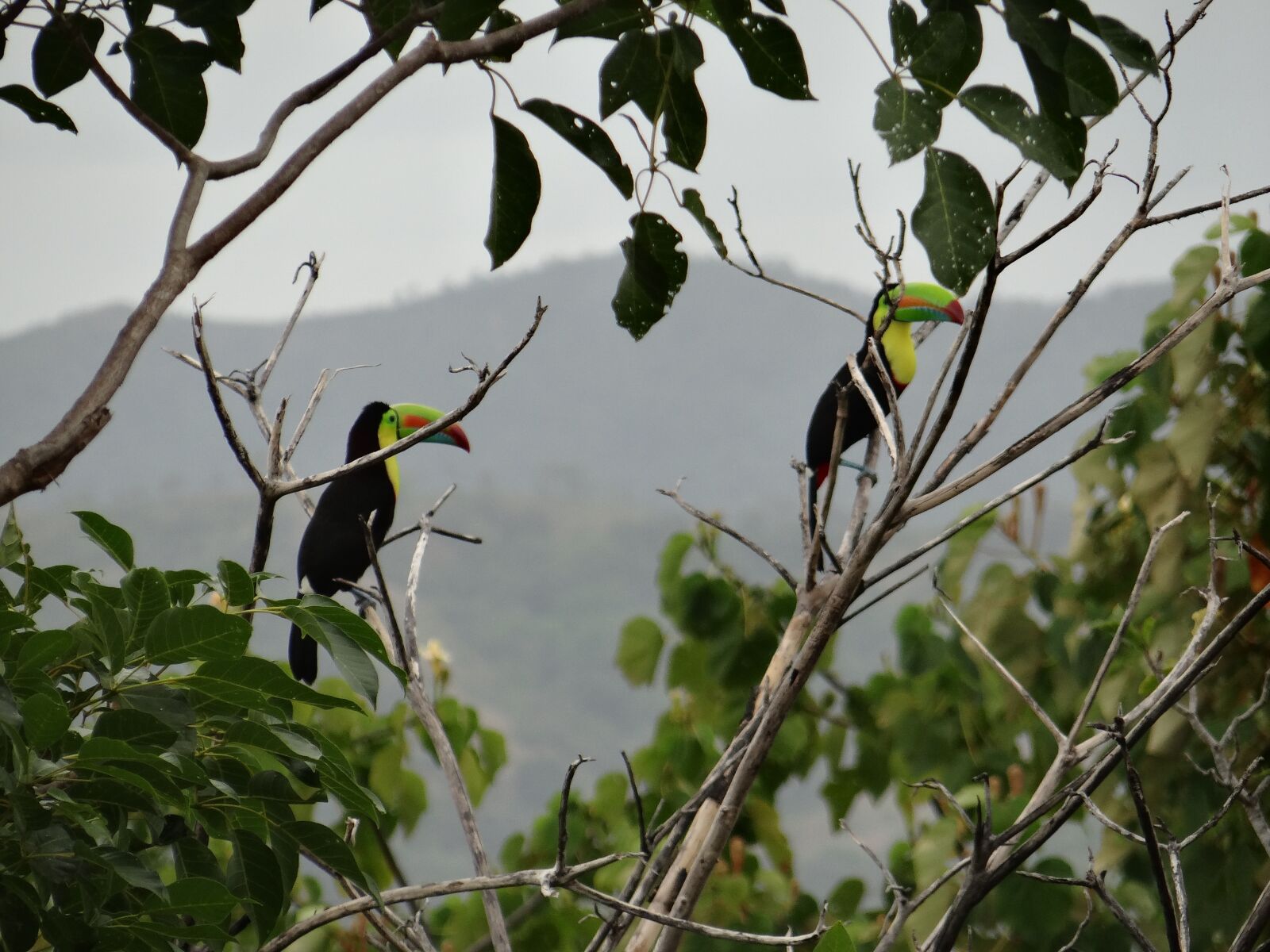 Sony DSC-HX200V sample photo. Toucan, branches, bi photography