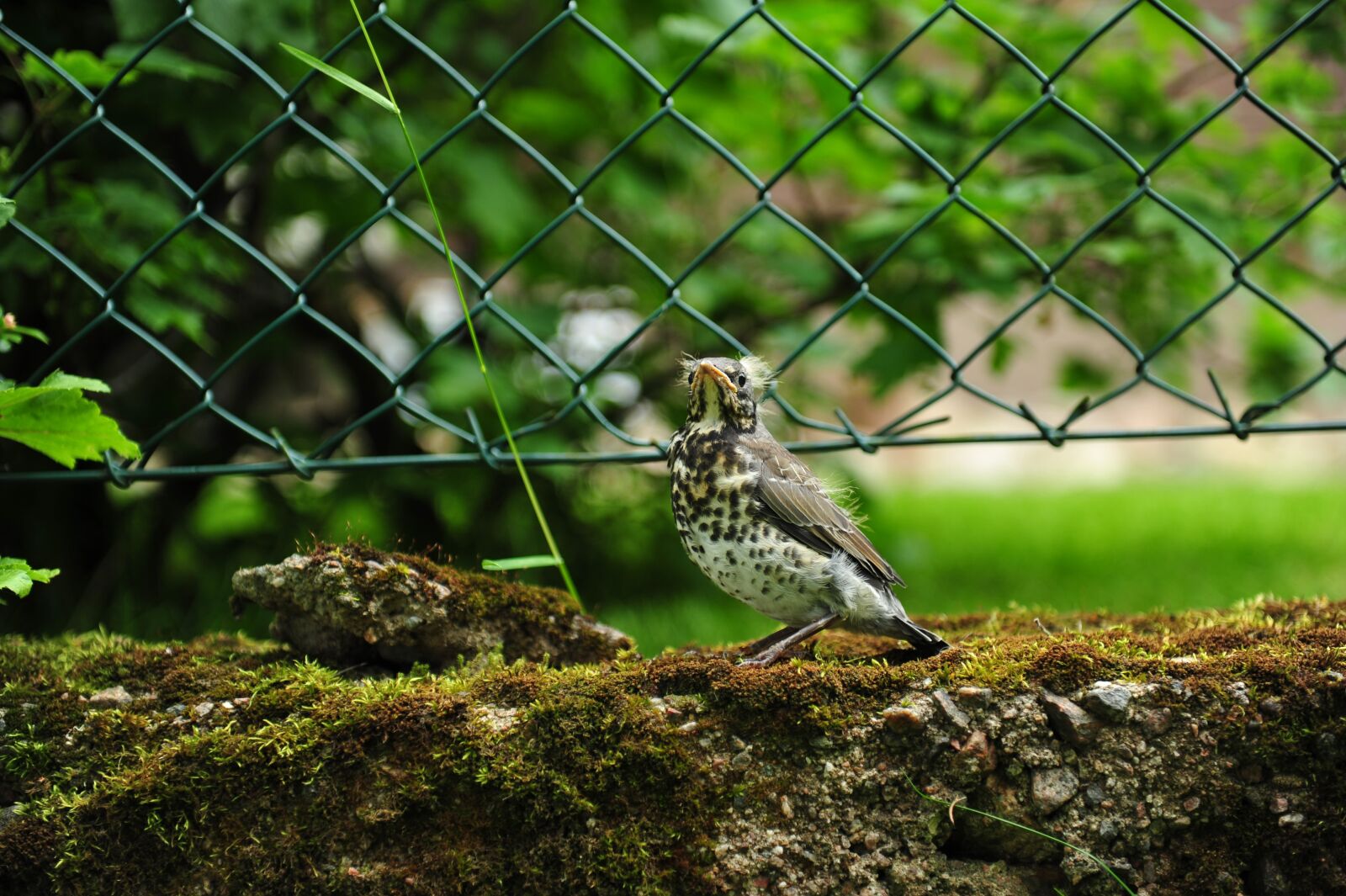 Nikon D700 sample photo. Baby bird, bird, thrush photography