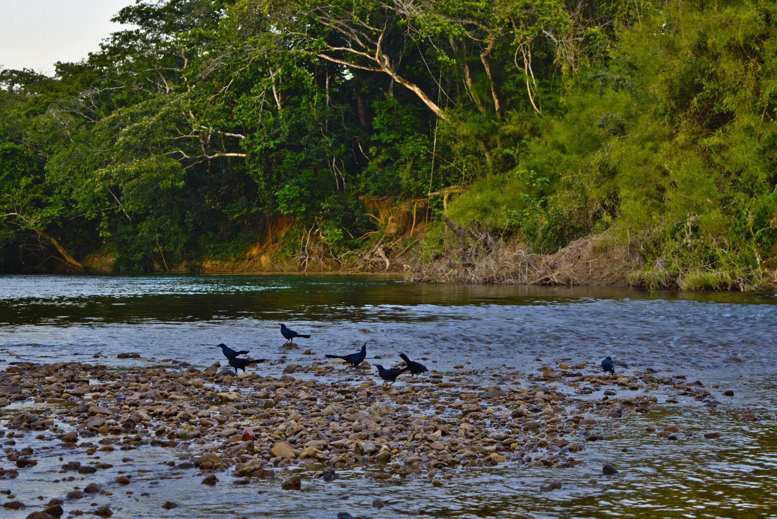 Nikon D7200 sample photo. River, birds, wildlife photography