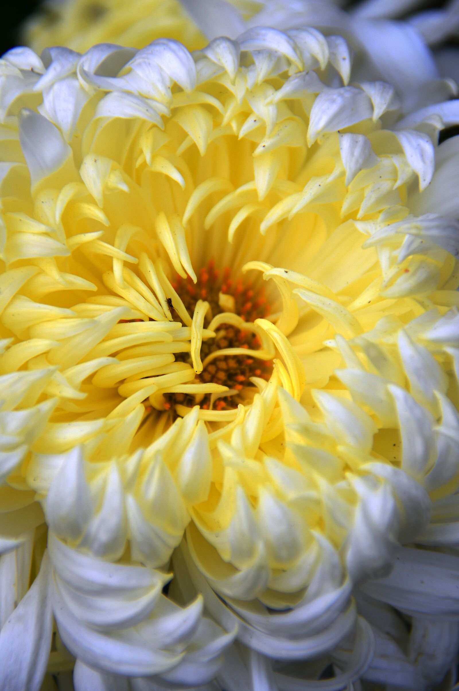 Nikon D3200 sample photo. Flower, s r ga photography