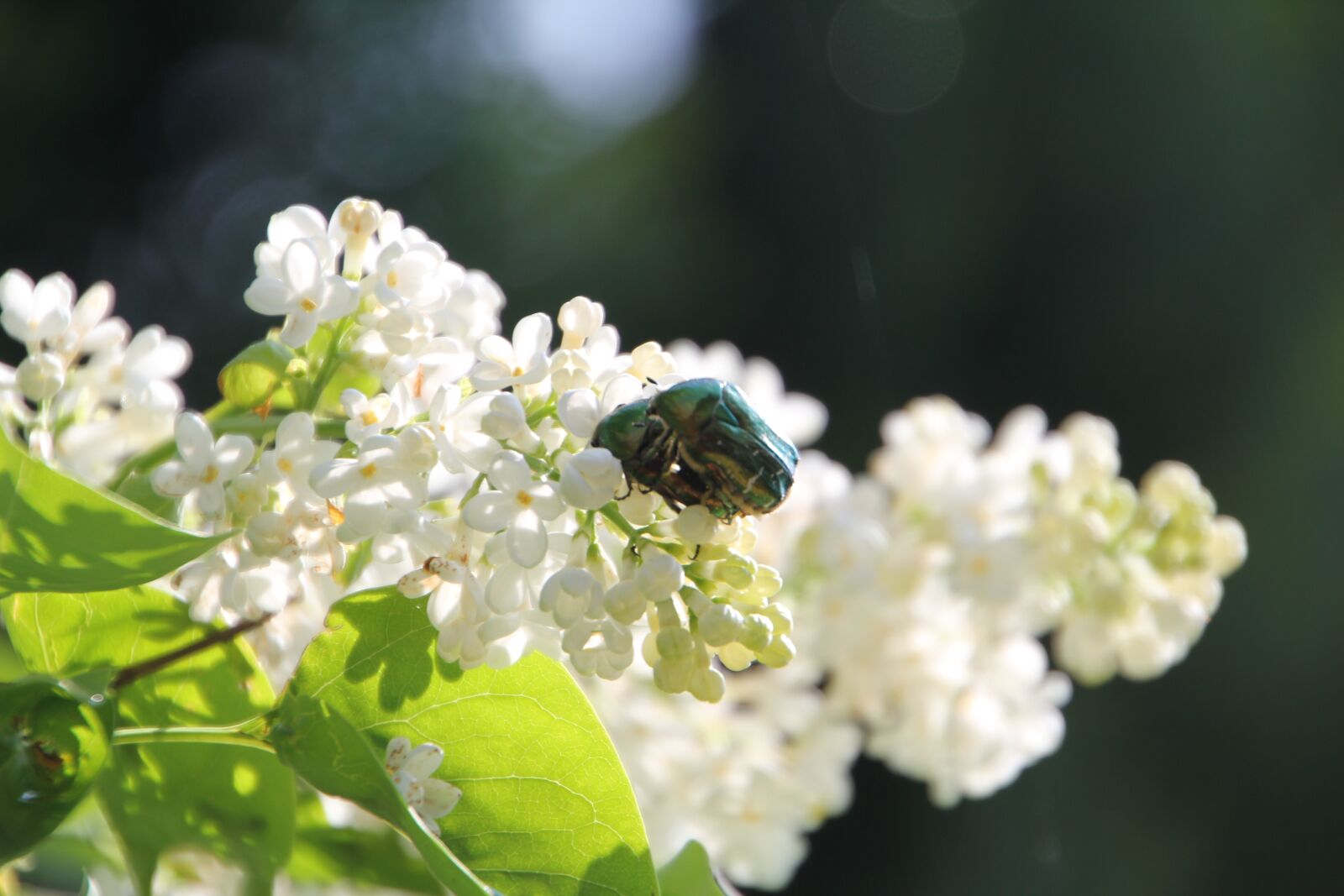 Canon EOS 60D sample photo. Lilac, beetle, blossom photography