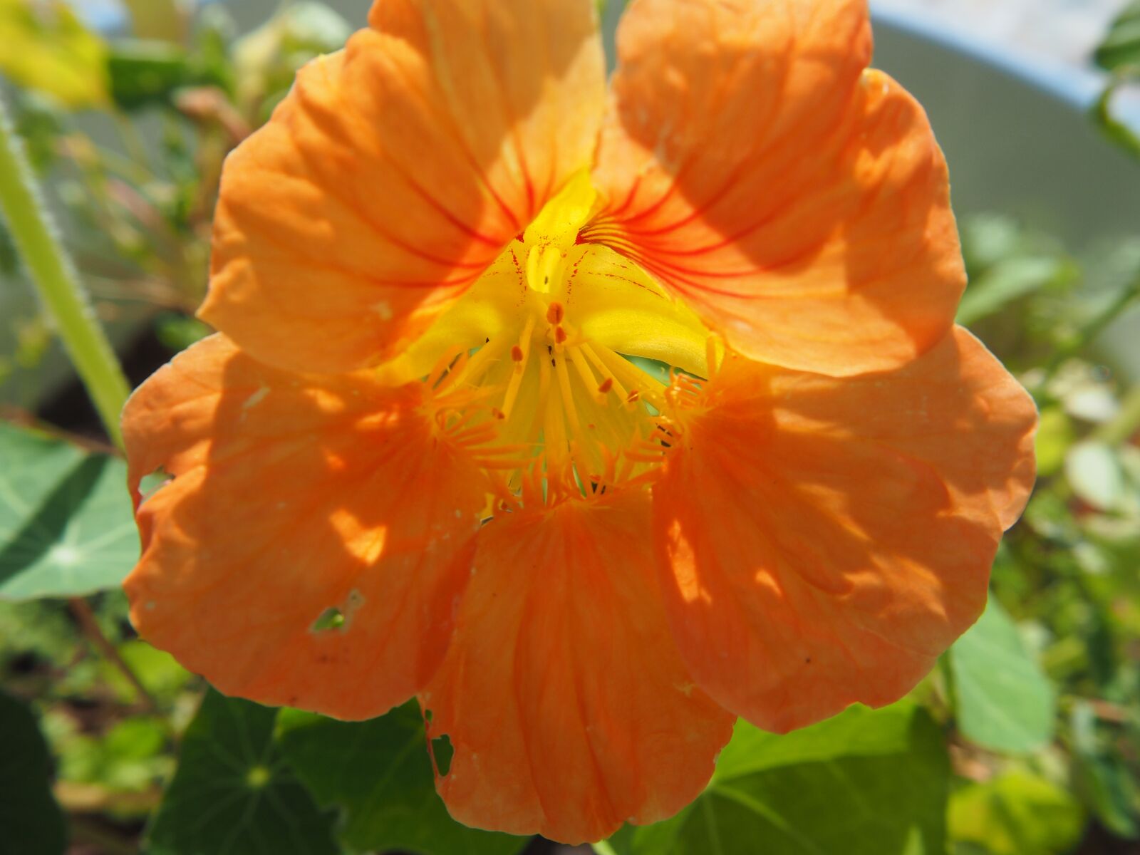 Olympus OM-D E-M10 sample photo. Flower, blossom, bloom photography