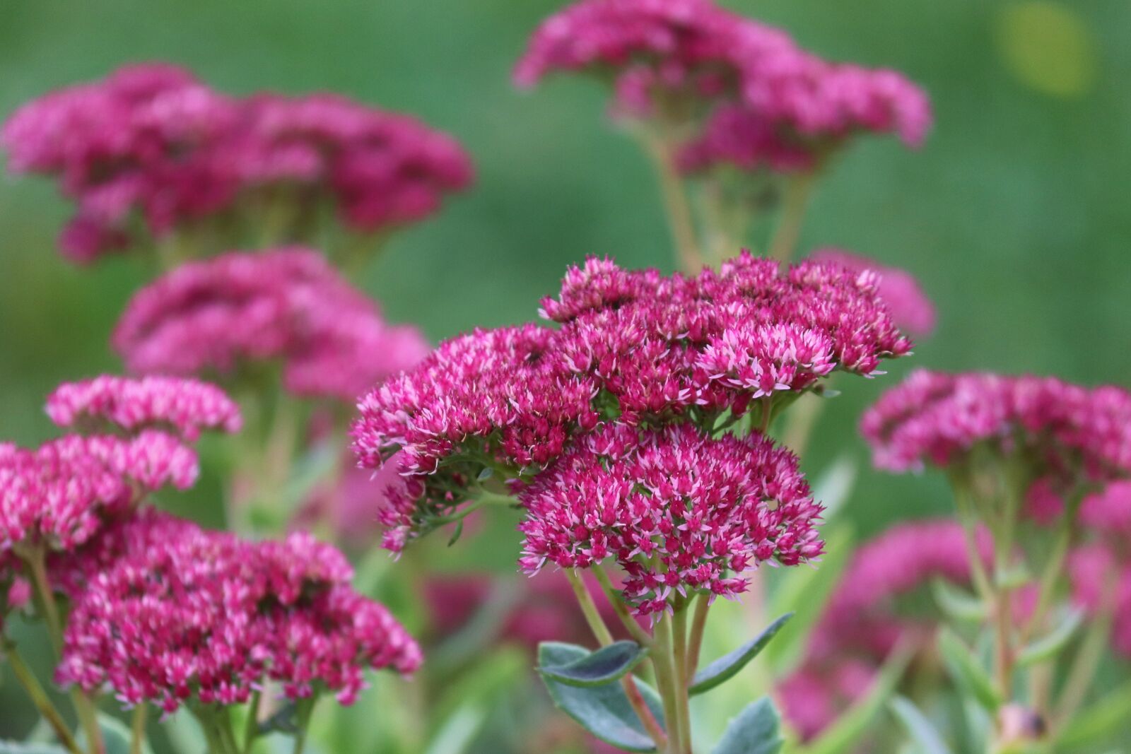 Canon EOS 200D (EOS Rebel SL2 / EOS Kiss X9) sample photo. Fat hen, stonecrop, purple-fat photography