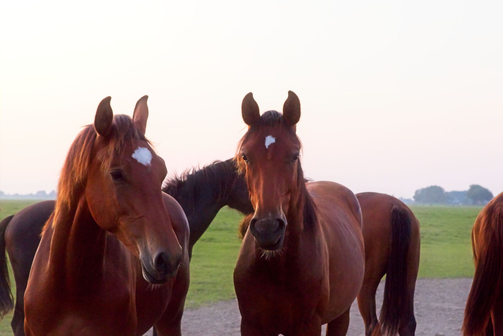 Canon EOS 6D Mark II sample photo. Horse, horsehead, eye photography