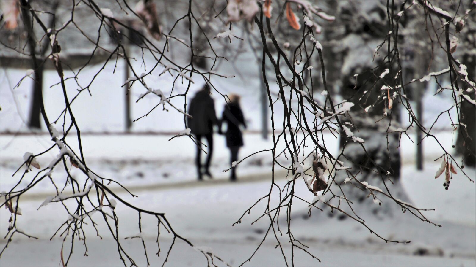 Canon EOS 80D sample photo. Winter, spacer, para photography