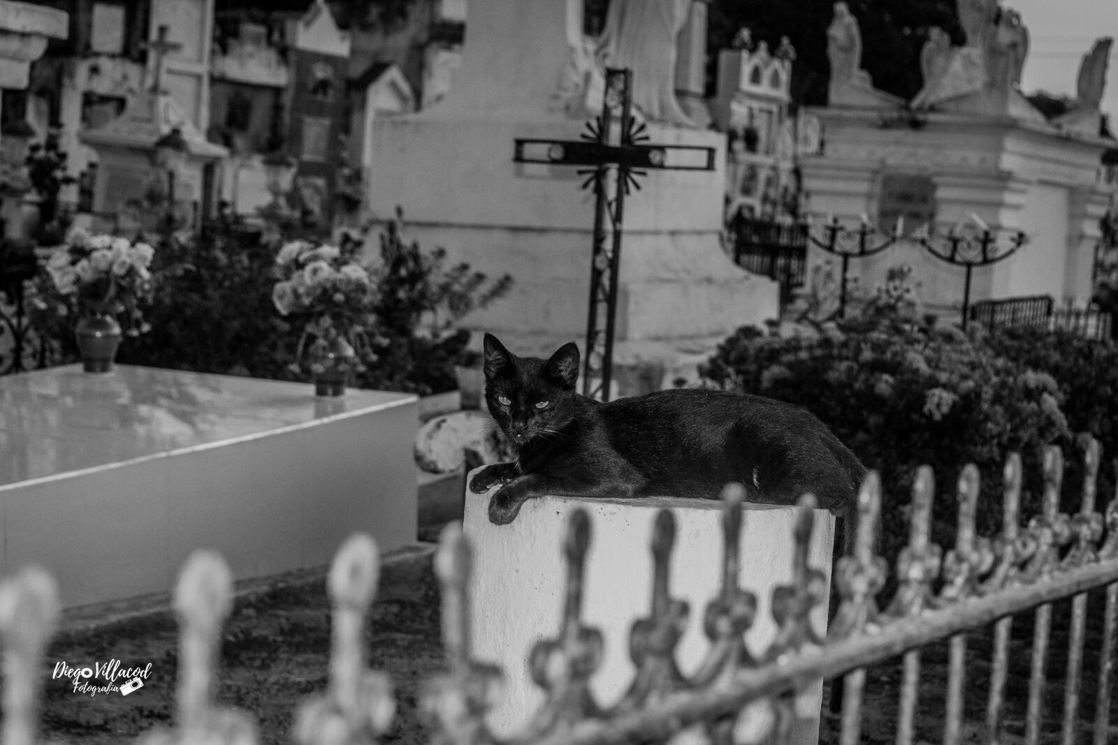 Nikon D3100 sample photo. Cemetery, terror, cats photography