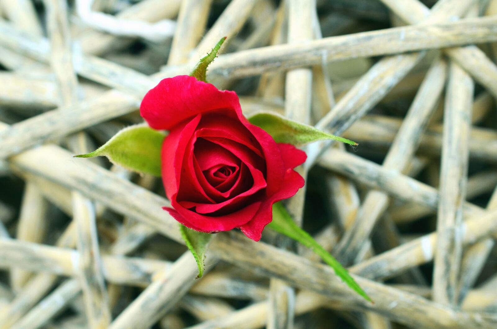 Nikon D5100 sample photo. Rose, bud, flower, petals photography