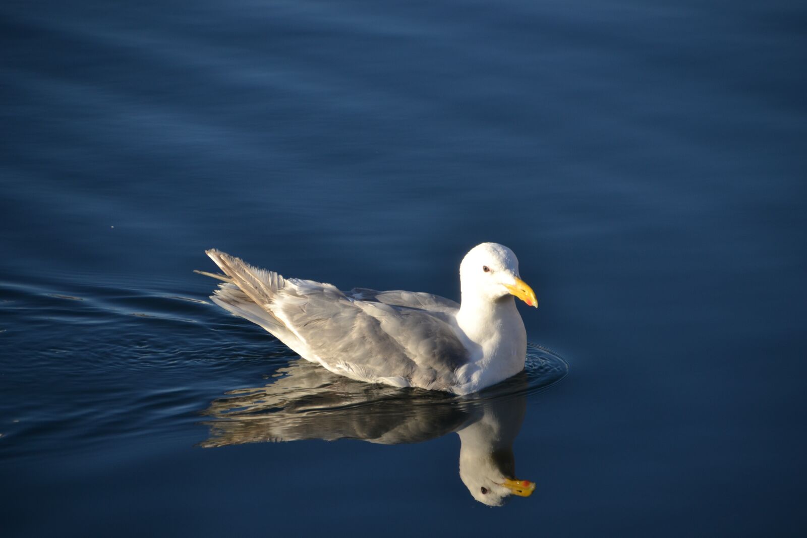 Nikon D3100 sample photo. Seagull, water, bird photography